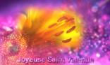 Joyeuse Saint Valentin !