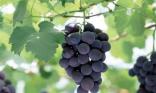 Bientôt les vendanges !