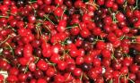 C est le temps des cerises !