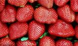 C est la saison des fraises !