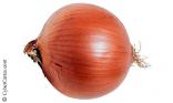 Un oignon