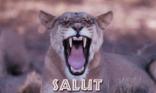 Salut !