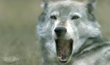 Le loup