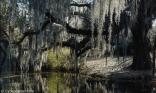 Saule  pleureur