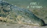 Je t attends