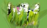 Muguet