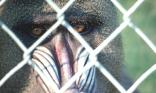 Singe