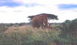 Eléphants