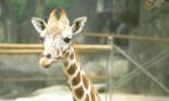 Girafe