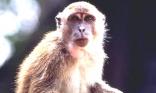 Singe