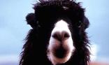 Lama