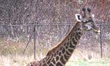 Girafe
