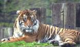 Tigre
