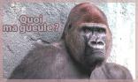 Quoi ma gueule ?