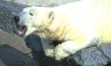 Ours blanc