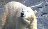 Ours blanc