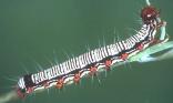 Chenille