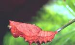 Insecte