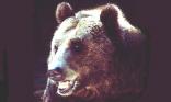 Ours brun
