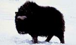 Bison