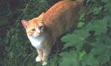 Chat roux