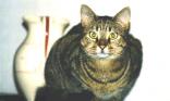 Chat tigré