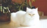 Chat persan