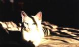 Chat blanc
