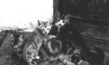 Chaton tigré