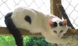Chat blanc & noir
