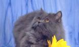 Chat persan