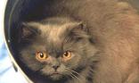 Chat persan