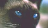 Chat siamois