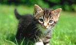 Chaton tigré