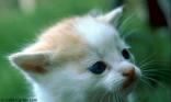 Chaton blanc
