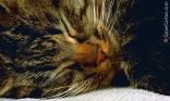 Museau de chat