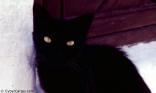 Chat noir