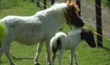 Poneys