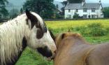 Cheval