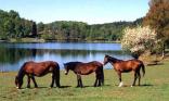 Chevaux