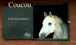 Cheval au box