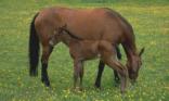 Cheval et poulain