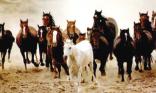 Chevaux camarguais