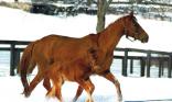 Chevaux dans la neige
