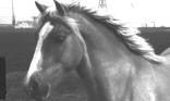 Cheval