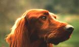 Setter irlandais