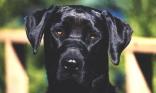 Labrador