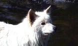 Chien loulou
