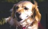 Chien
