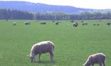 Moutons au pré